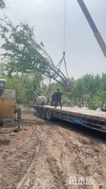 50公分(5杆)丛生朴树