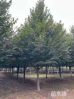 14公分欧洲小叶椴