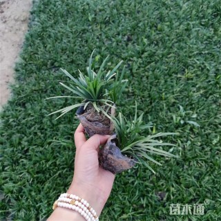 高度5厘米玉龙草