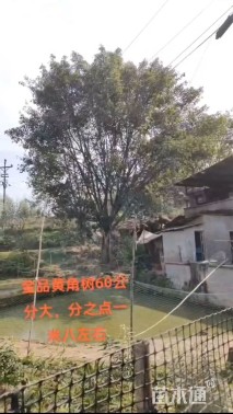 60公分黄葛树