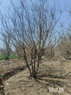 高度450厘米丛生黄栌