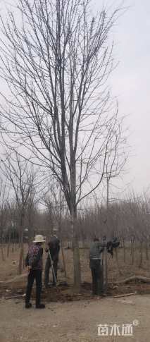 20公分美国红枫