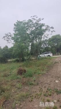 高度1300厘米丛生大叶女贞