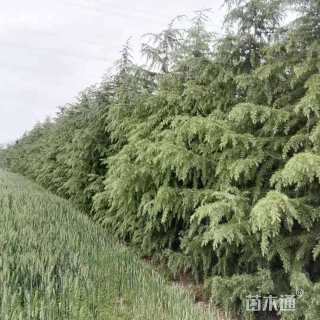 高度600厘米雪松