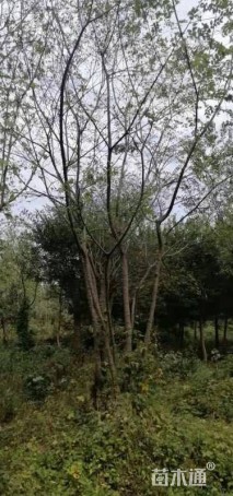 90公分丛生朴树