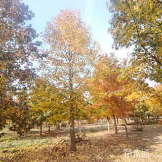 20公分欧洲枫香