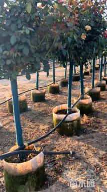 高度180厘米月季