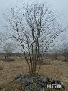 35公分(5杆)丛生乌桕