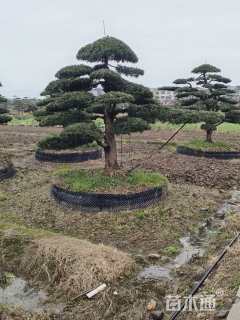 移栽苗造型罗汉松