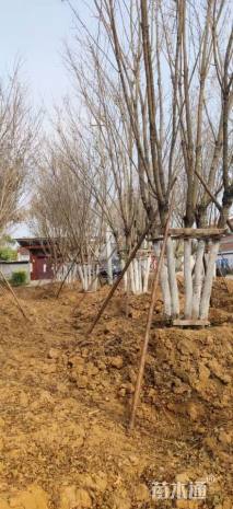 高度900厘米丛生五角枫