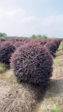 冠幅200厘米红花继木球