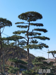 200公分造型油松