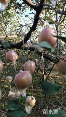 5公分苹果树