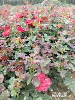 高度30厘米大花月季