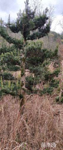 原生苗造型罗汉松