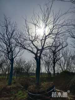 60公分朴树