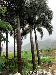裸干高500厘米狐尾椰
