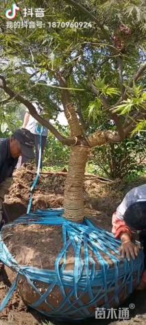 高度200厘米羽毛枫