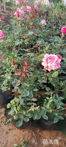 高度40厘米品种月季