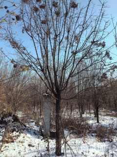 10公分暴马丁香