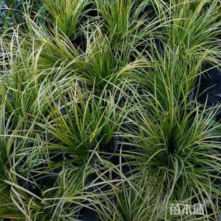 高度2030厘米金叶石菖蒲