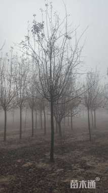 10公分北美海棠