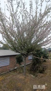 15公分垂丝海棠