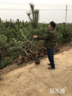 高度350厘米黑松