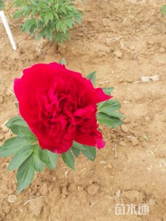 高度20厘米牡丹