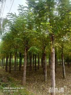 8公分嫁接香花槐