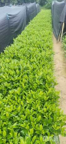 高度38厘米非洲茉莉