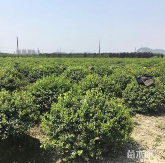 冠幅150厘米无刺枸骨球