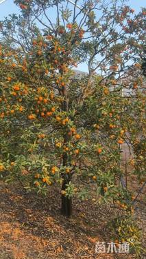 高度350厘米金桔