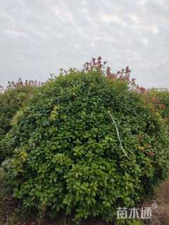 冠幅300厘米红叶石楠球