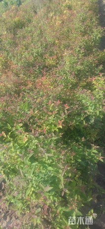 高度35厘米绣线菊