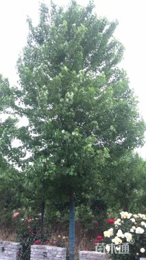 15公分美国红枫