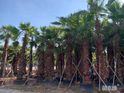 裸干高300厘米华盛顿棕榈