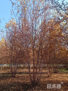 高度900厘米(5杆)丛生白桦