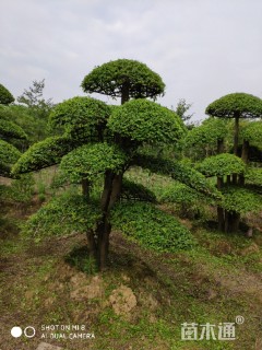 30公分造型小叶女贞