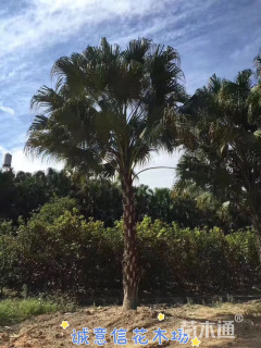 裸干高100厘米蒲葵