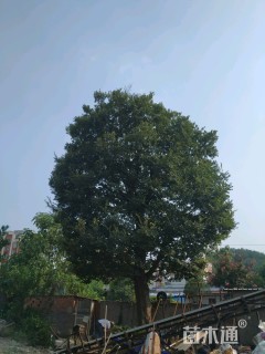 58.5公分朴树