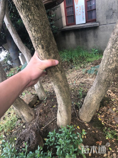 高度300厘米瓜子黄杨