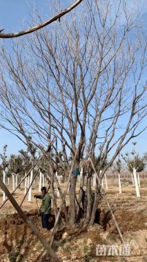 高度800厘米丛生蒙古栎