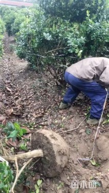 冠幅300厘米无刺枸骨球