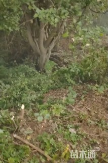 40公分(3杆)丛生朴树