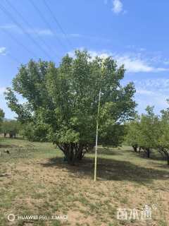 高度500厘米丛生山杏