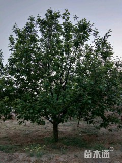 15公分八棱海棠