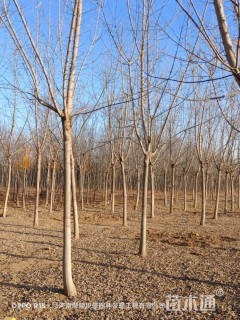 10公分金叶复叶槭