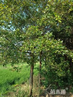 20公分朴树