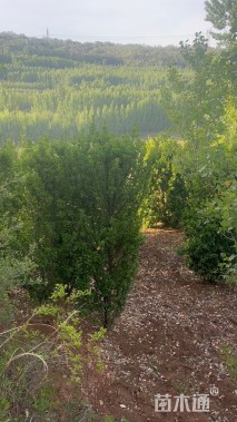 高度300厘米北海道黄杨柱